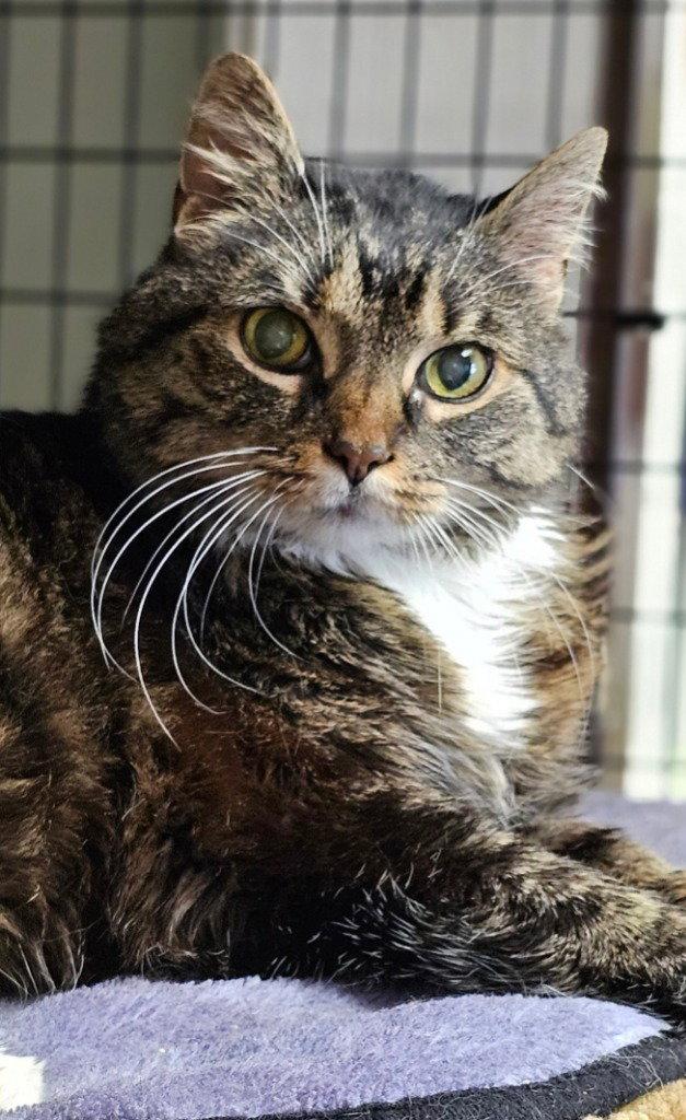 Cherub, Adoptable, Senior Female Domestic Short Hair.