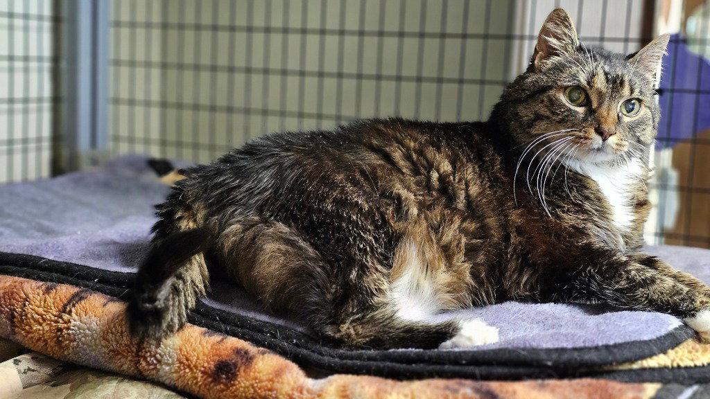 Enlarge Cherub, a Adoptable Domestic Short Hair in Lovingston, VA image 1/3