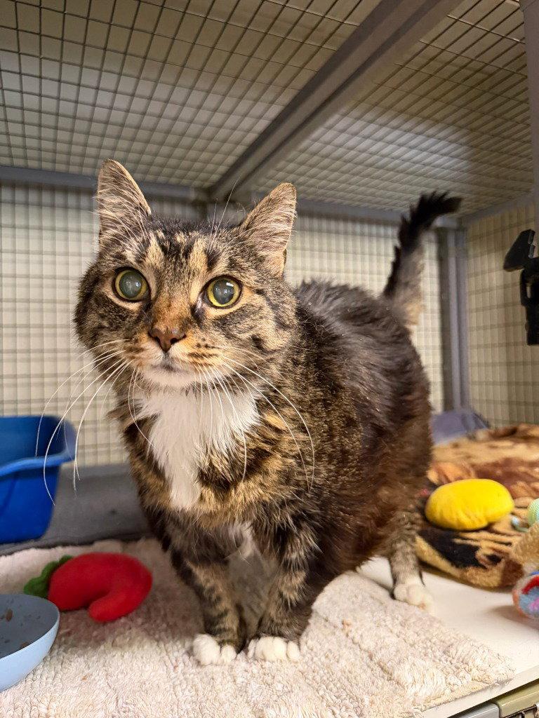 Enlarge Cherub, a Adoptable Domestic Short Hair in Lovingston, VA image 2/3