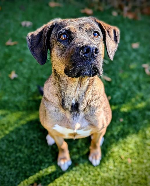 DESTY, Adoptable, Adult Female Black Mouth Cur & German Shepherd Dog.
