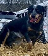 Enlarge Paxton, a ADOPTABLE Australian Cattle Dog / Blue Heeler in Glasgow, KY image 1/3