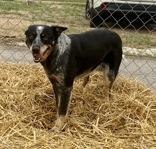 Enlarge Paxton, a ADOPTABLE Australian Cattle Dog / Blue Heeler in Glasgow, KY image 3/3