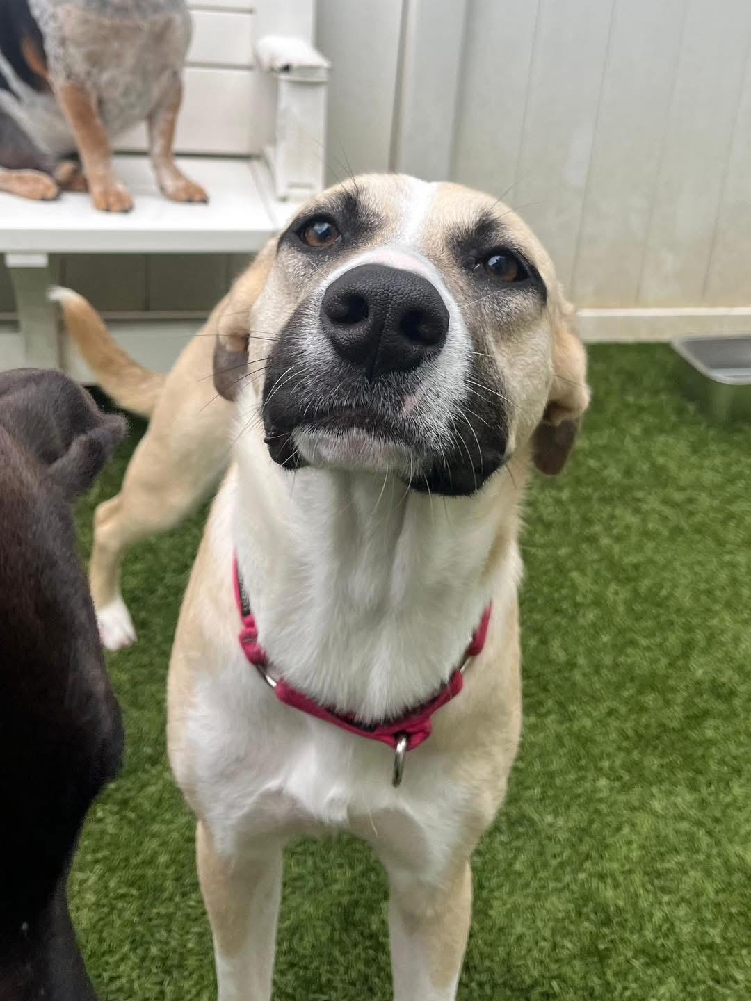 Enlarge Holly , a ADOPTABLE mixed breed in South Amboy, NJ image 2/3