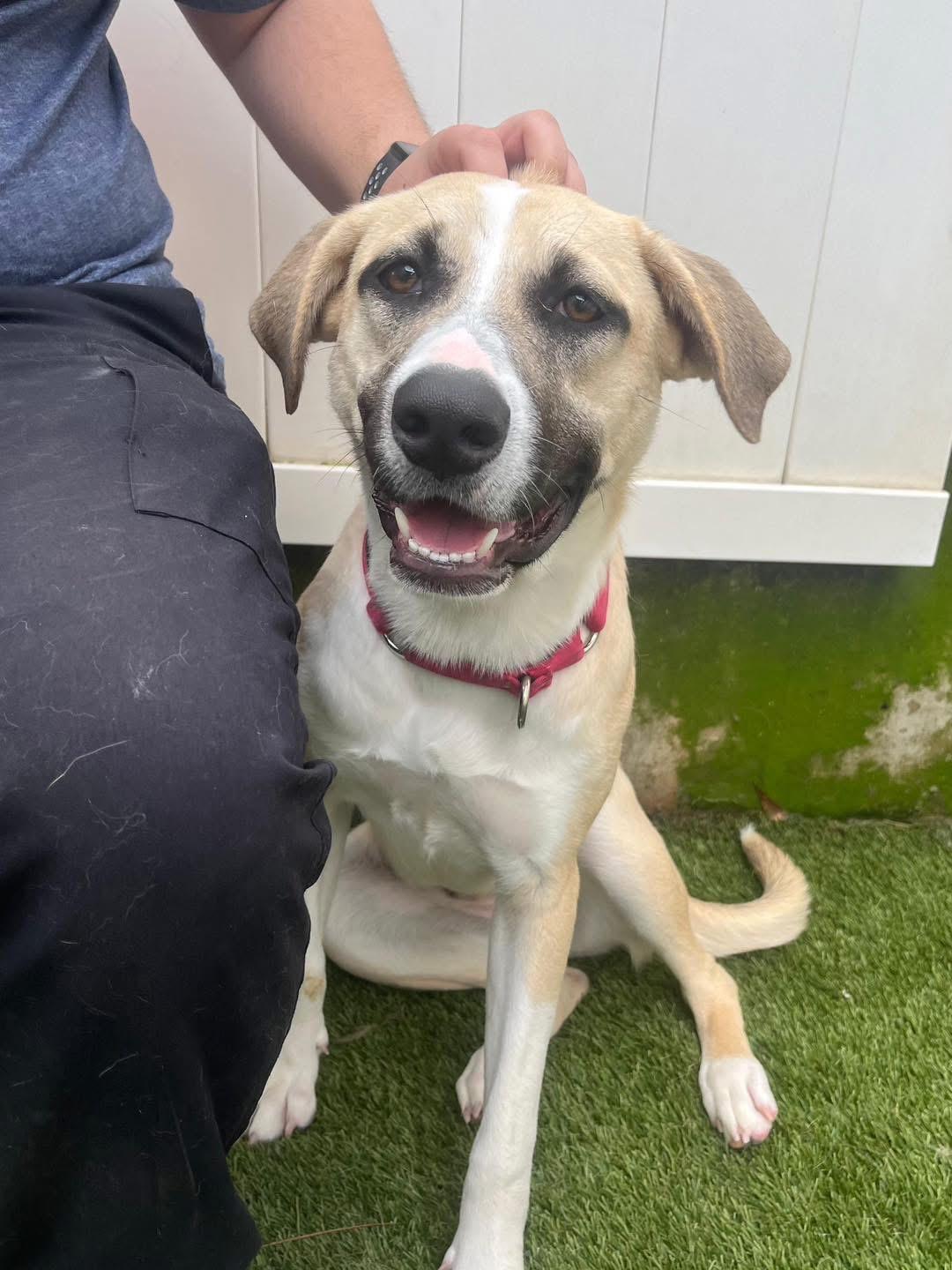 Holly , ADOPTABLE, Young Female Labrador Retriever.