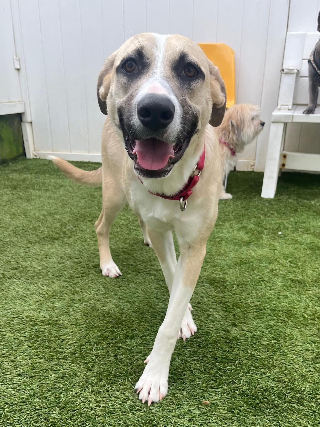 Enlarge Holly , a ADOPTABLE mixed breed in South Amboy, NJ image 3/3