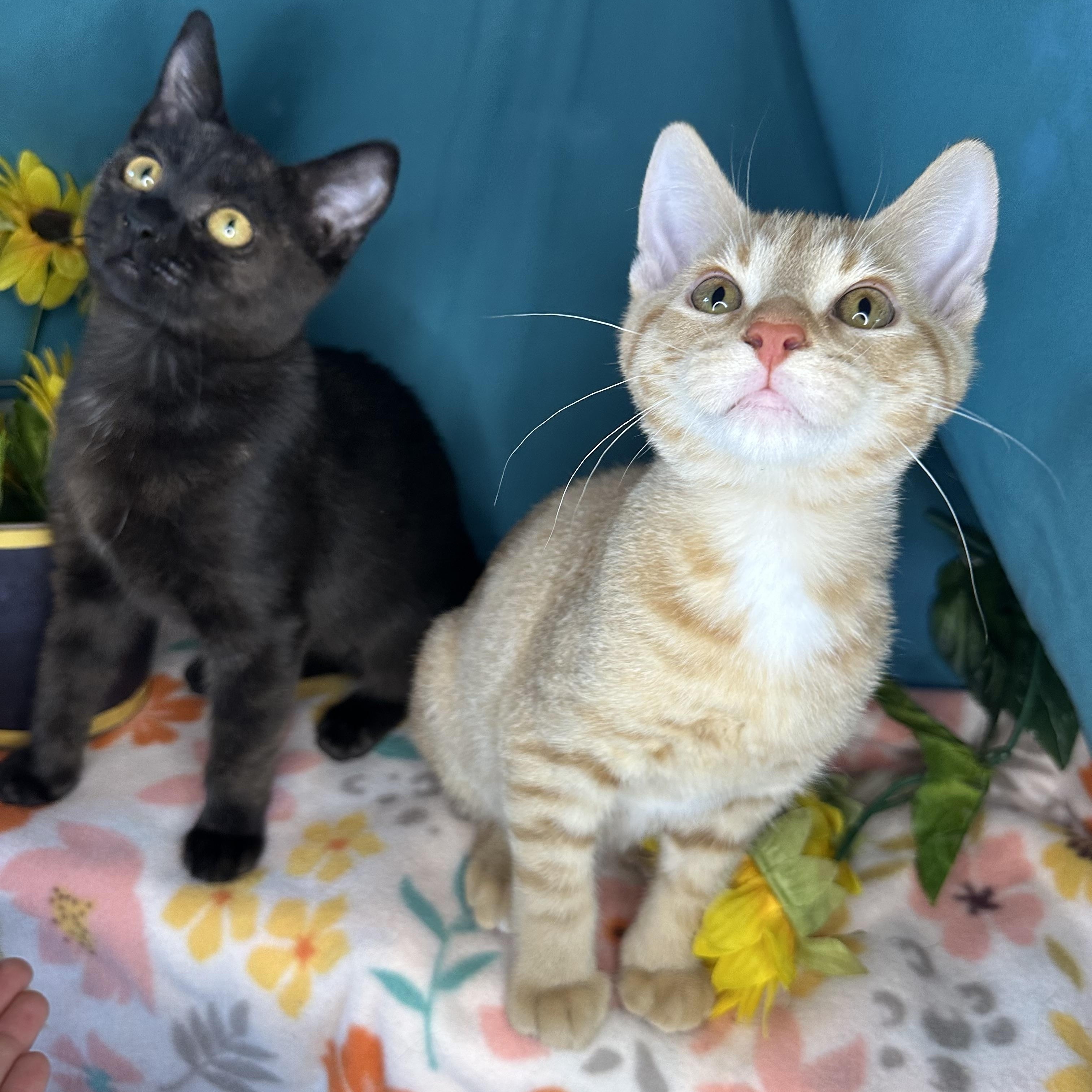 Birdie & Creamsicle (Bonded Pair), an adoptable Havana, Tabby in Mount Vernon, IL, 62864 | Photo Image 6