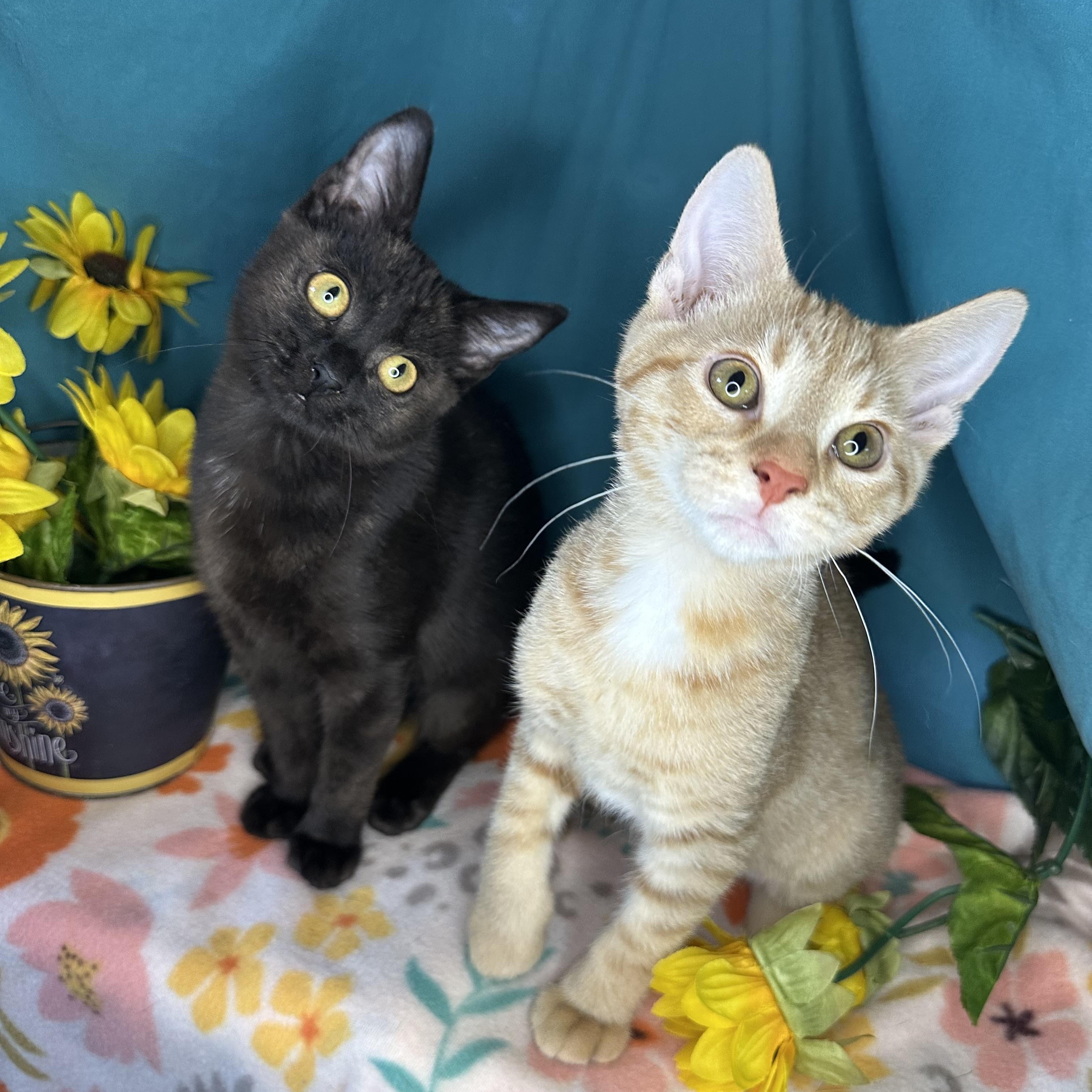 Birdie & Creamsicle (Bonded Pair), an adoptable Havana, Tabby in Mount Vernon, IL, 62864 | Photo Image 1