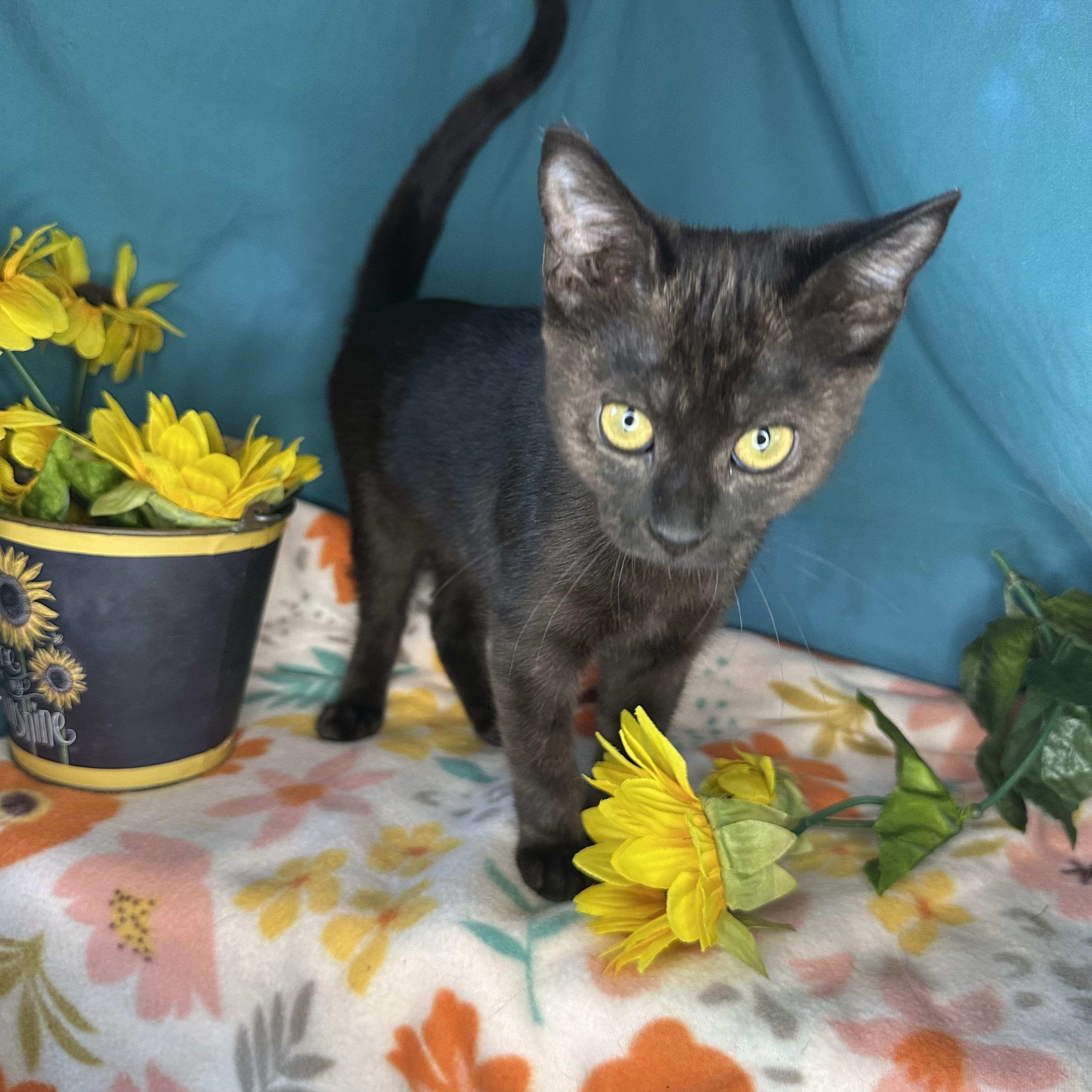 Birdie & Creamsicle (Bonded Pair), an adoptable Havana, Tabby in Mount Vernon, IL, 62864 | Photo Image 2