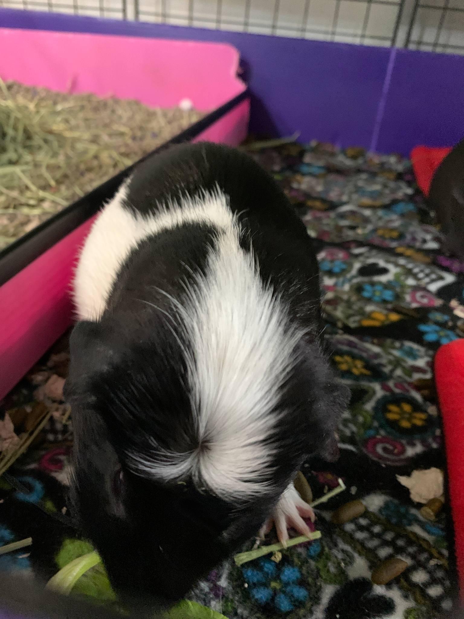 Walker and Deisel, Adoptable, Adult Male Guinea Pig.