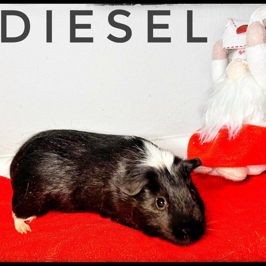 Enlarge Deisel, a Adoptable Guinea Pig in Glenmoore, PA image 1/2