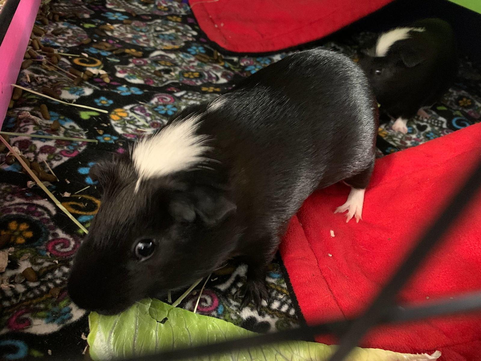 Enlarge Walker and Deisel, a Adoptable Guinea Pig in Glenmoore, PA image 2/3