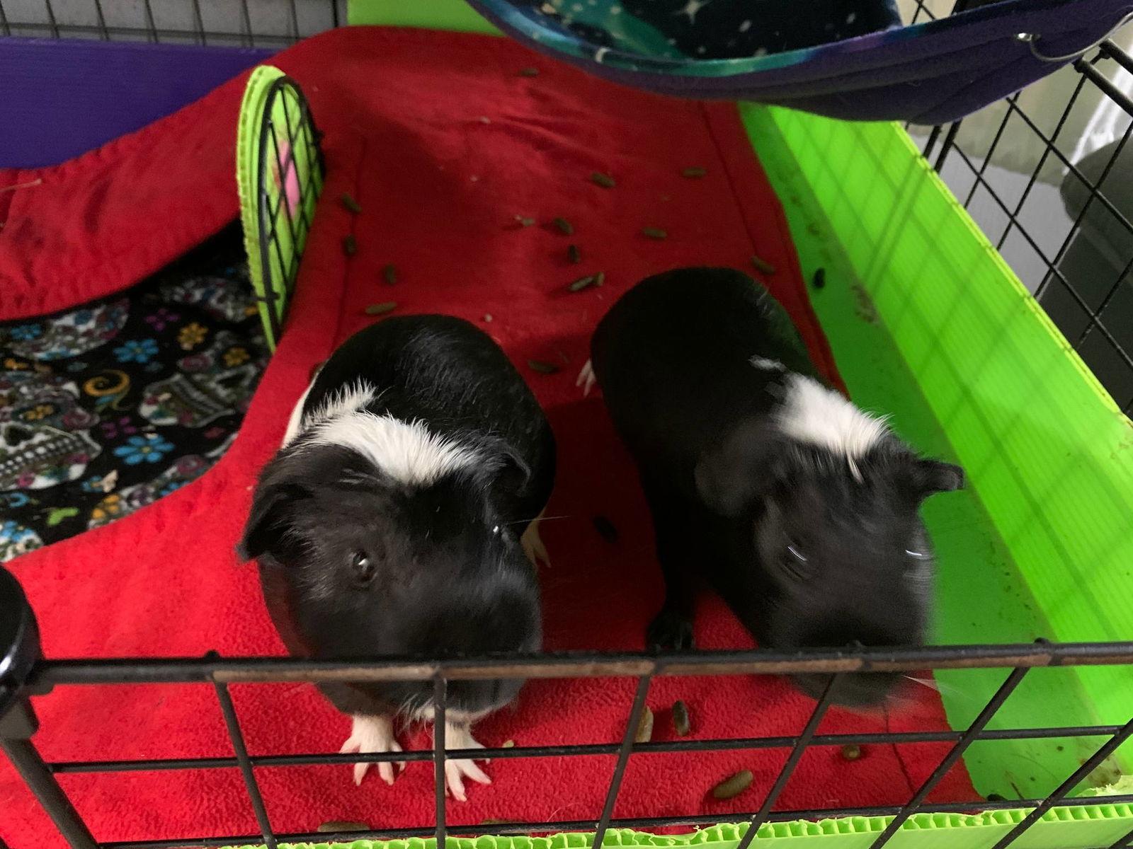 Enlarge Walker and Deisel, a Adoptable Guinea Pig in Glenmoore, PA image 3/3