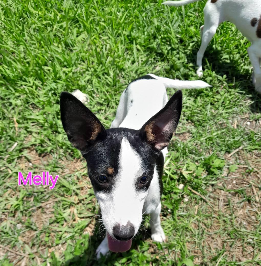 Melly, Adopted, Puppy Female Rat Terrier.