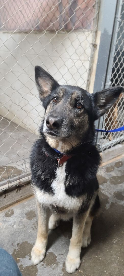Lyla, a Adopted German Shepherd Dog in Kermit, TX image 1/2