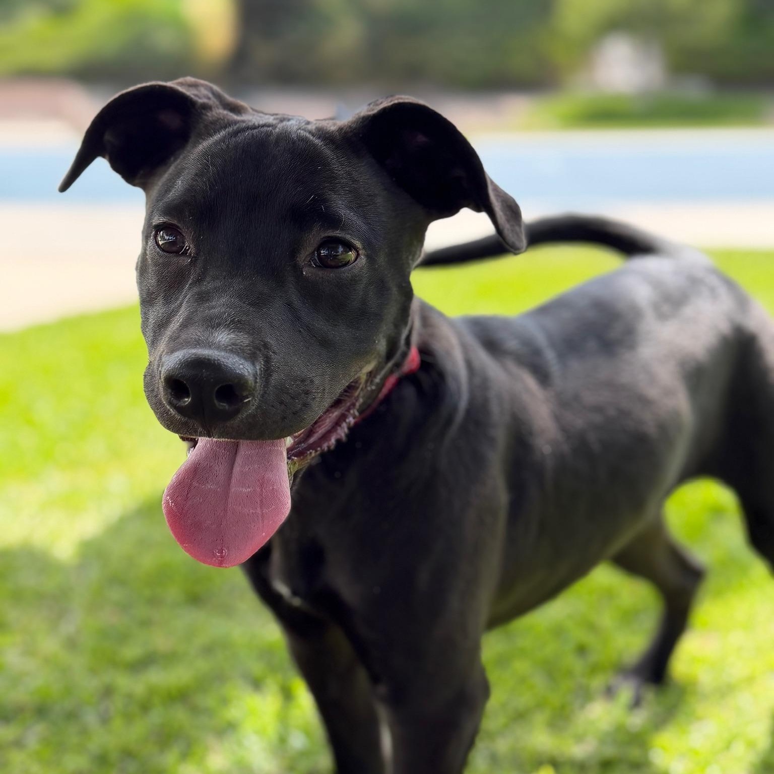 Finneus, Adoptable, Puppy Male Black Labrador Retriever.