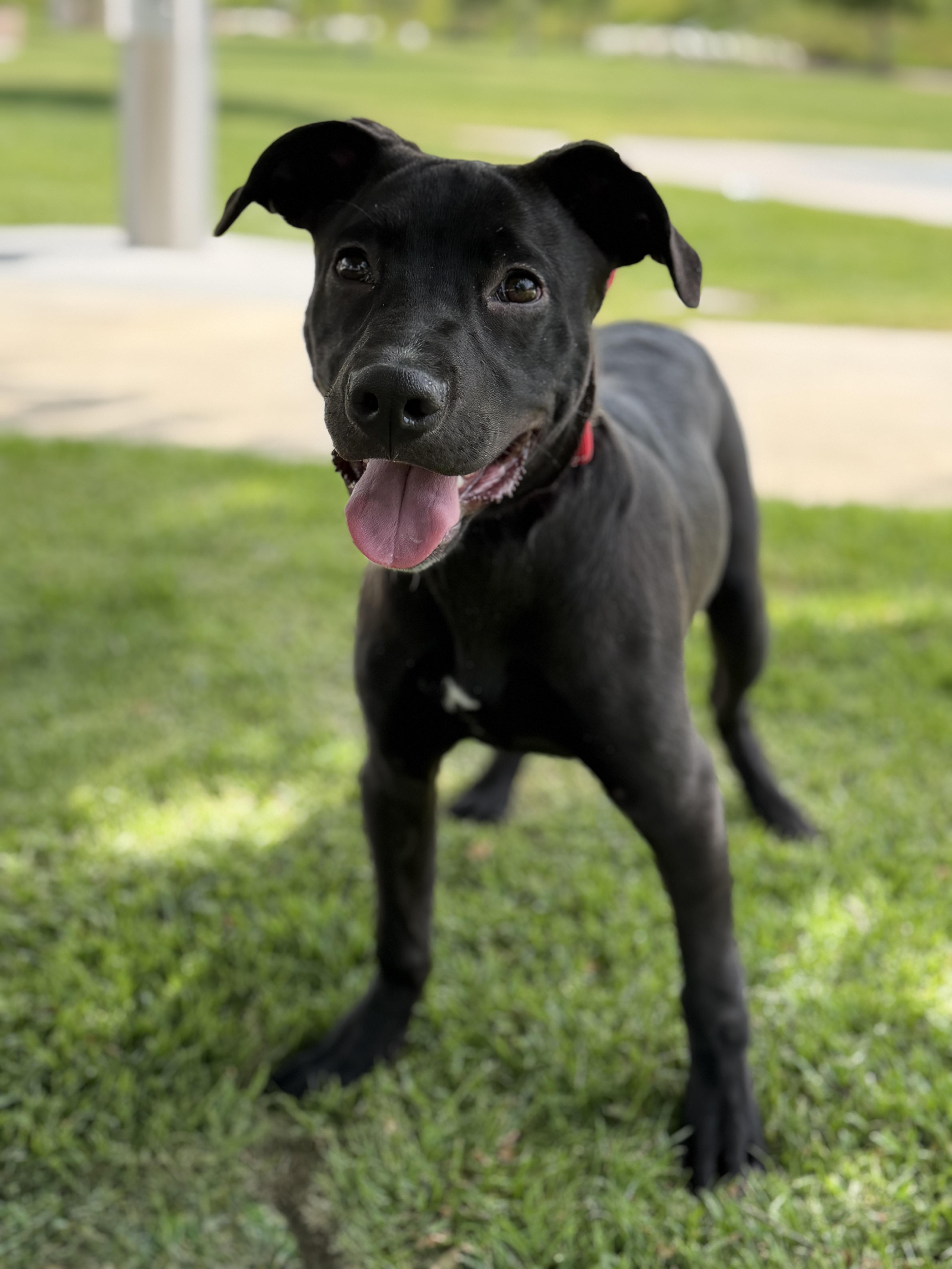 Finneus, a Adoptable mixed breed in Studio City, CA image 5/6