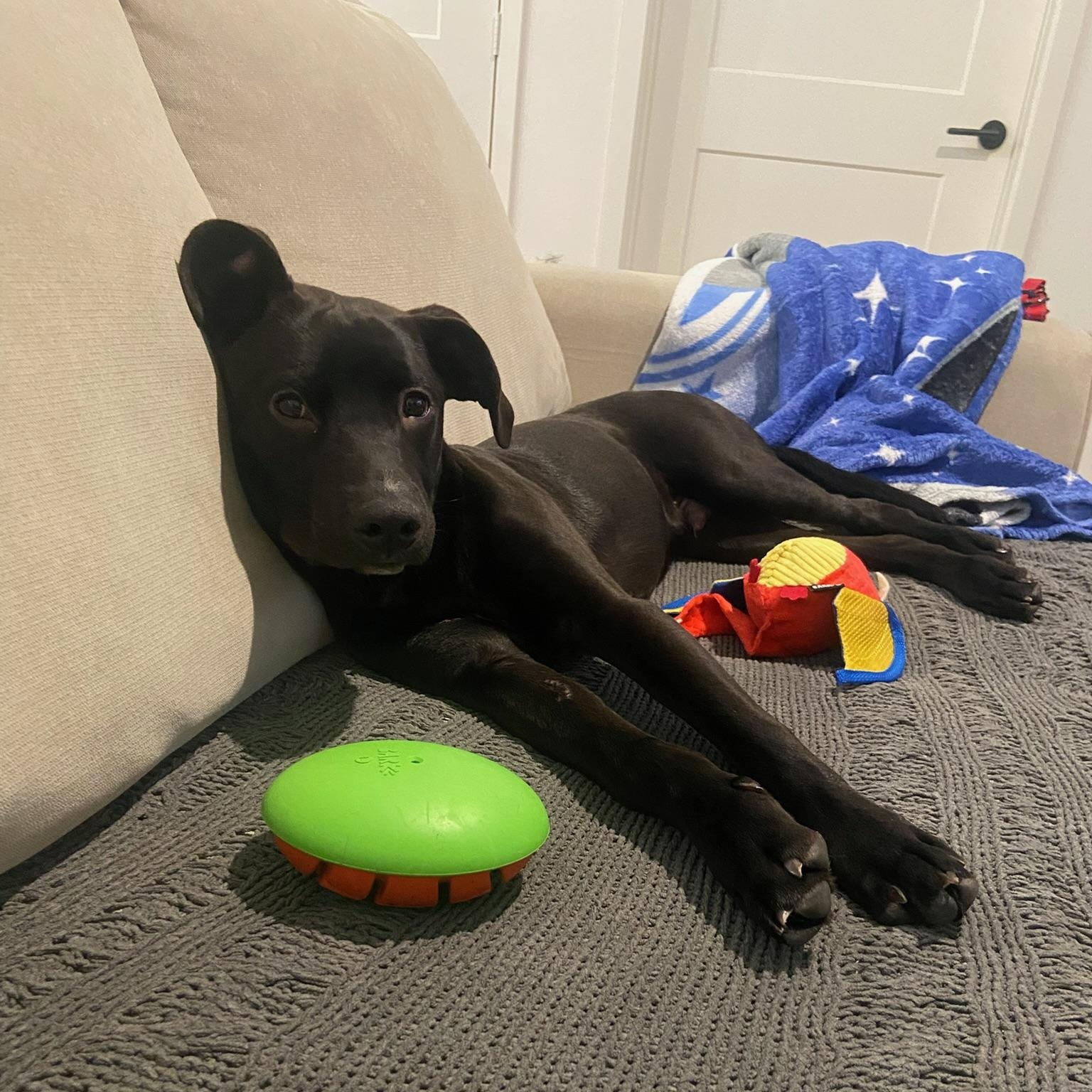 Finneus, a Adoptable mixed breed in Studio City, CA image 3/6