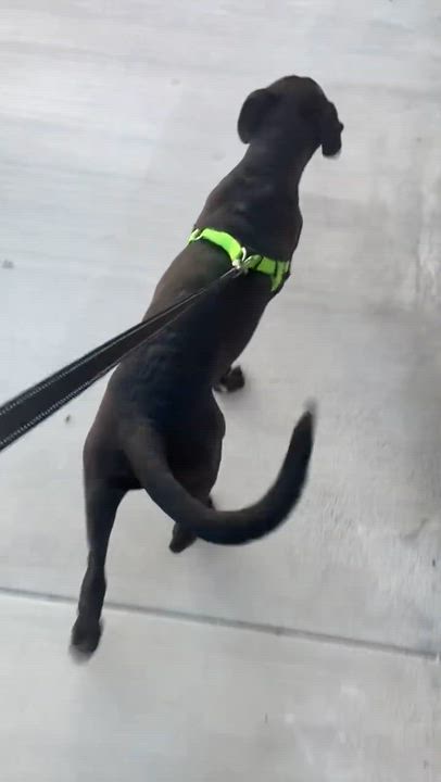 Enlarge Finneus, a Adoptable mixed breed in Studio City, CA video 6/6