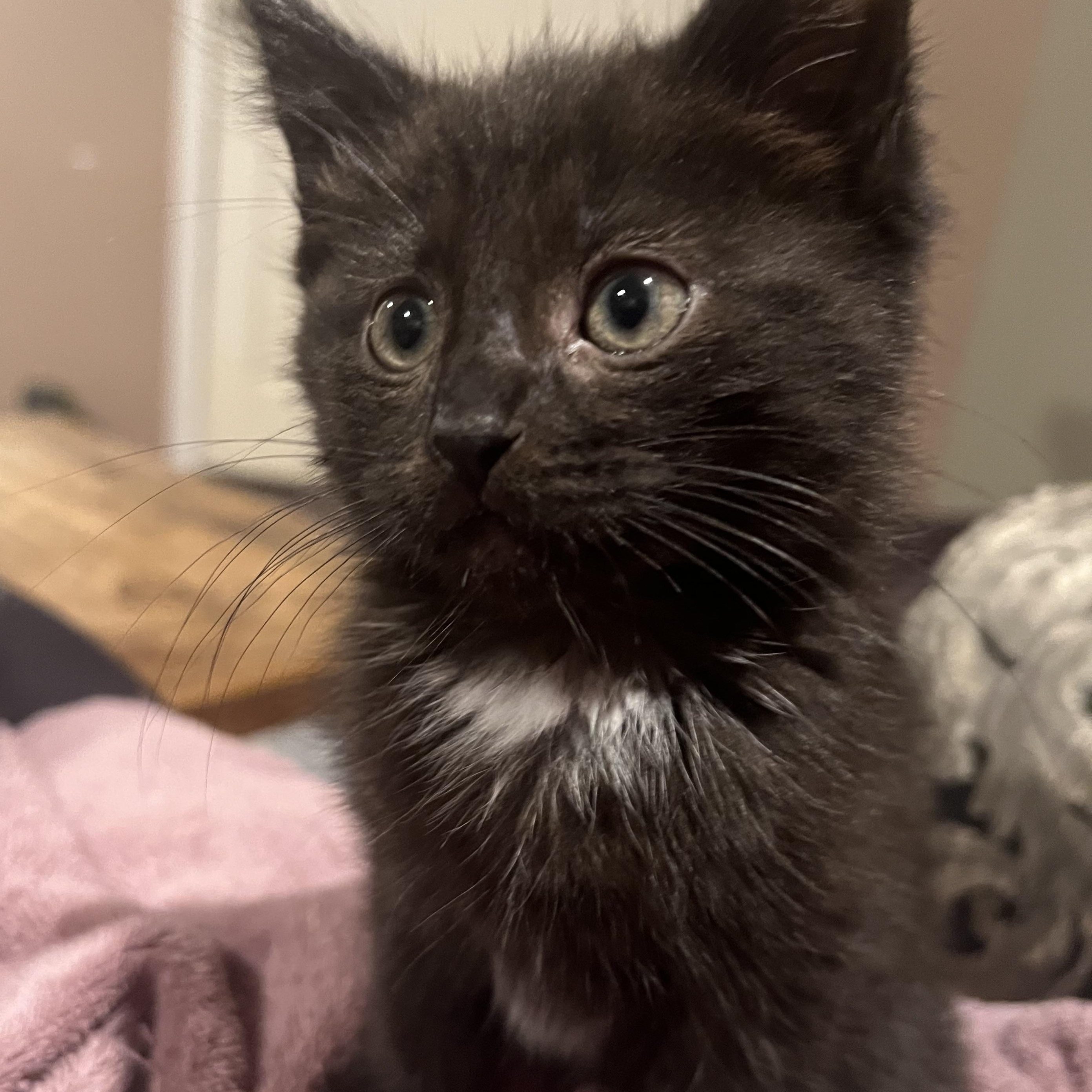 Annabelle, a ADOPTABLE Domestic Short Hair in South Euclid, OH image 3/3