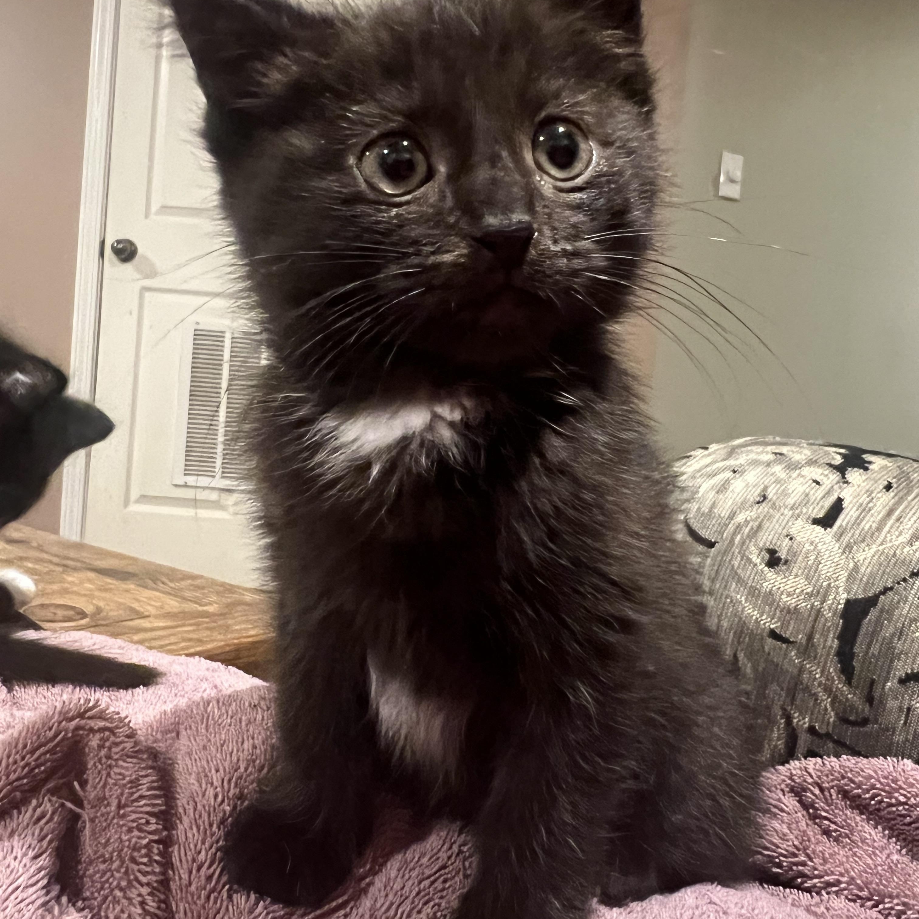 Annabelle, a ADOPTABLE Domestic Short Hair in South Euclid, OH image 2/3