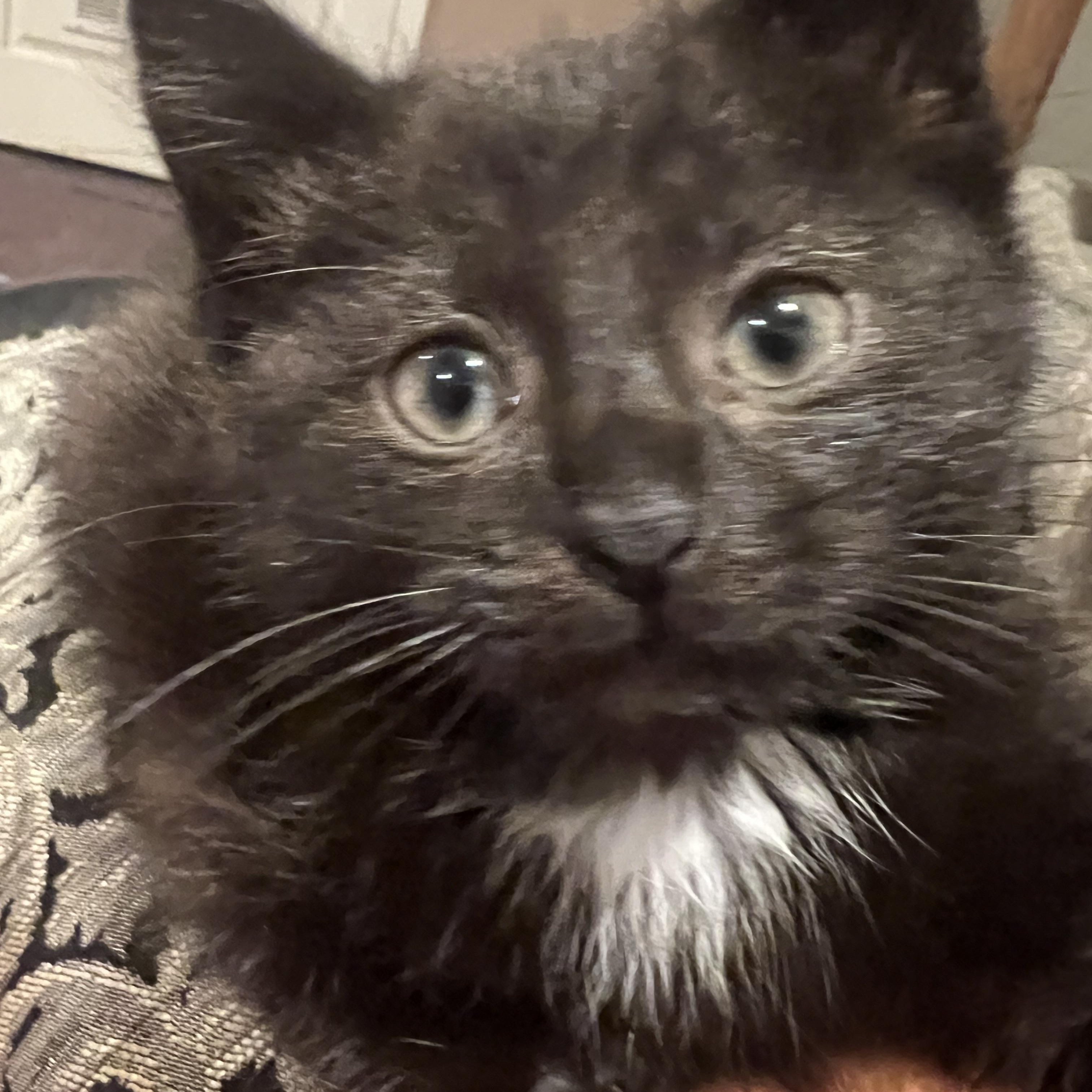 Annabelle, a ADOPTABLE Domestic Short Hair in South Euclid, OH image 1/3