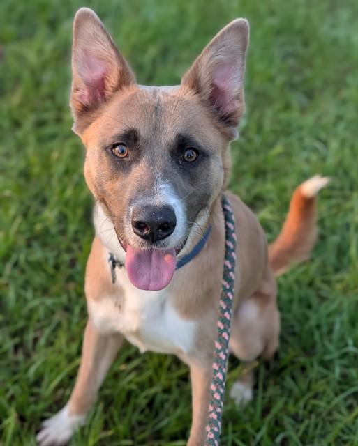 Enlarge TRENT REZNOR, a Adoptable Mixed Breed in Jacksonville, FL image 1/1