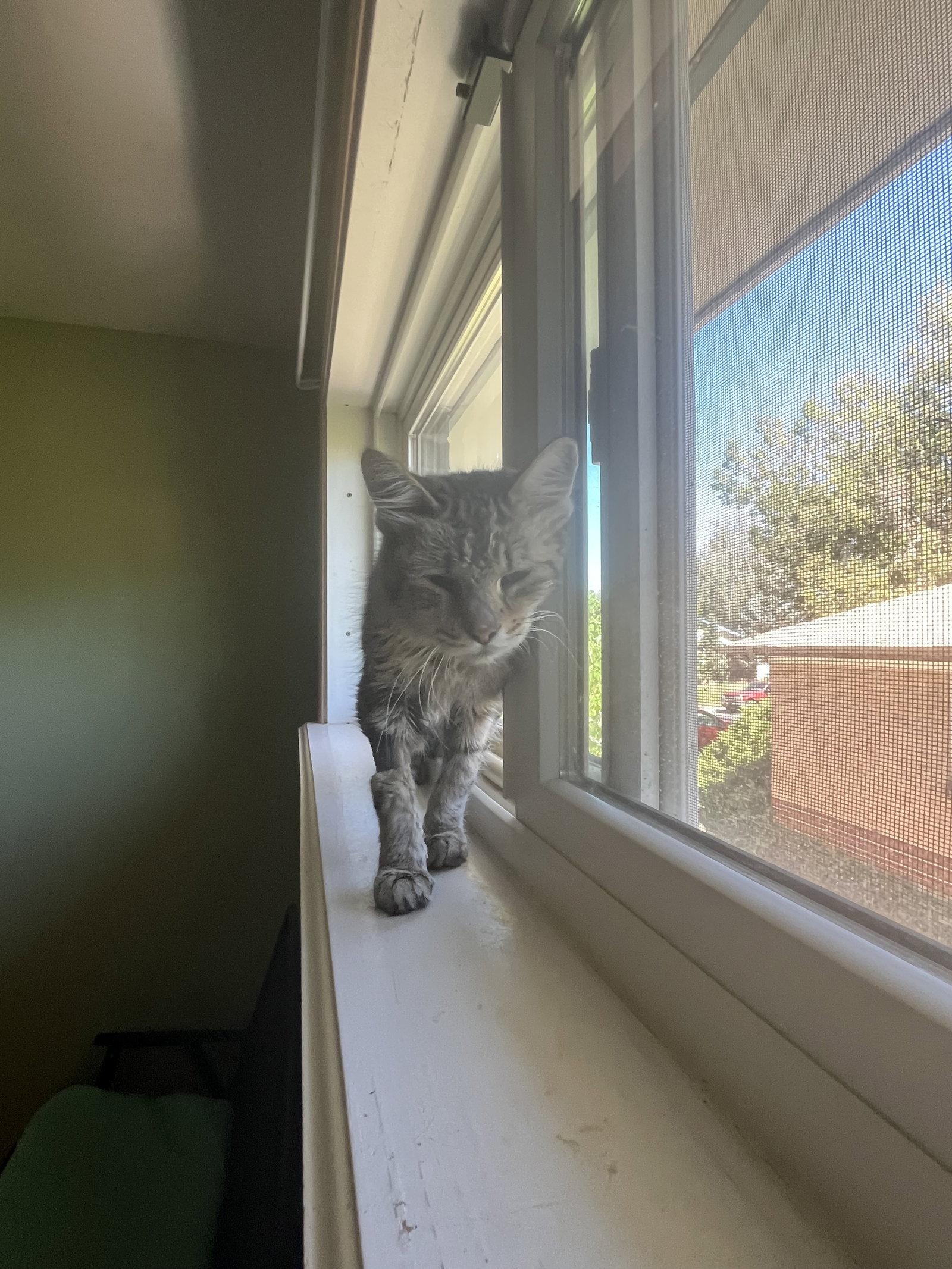 Kinley, Adoptable, Adult Female Domestic Medium Hair.