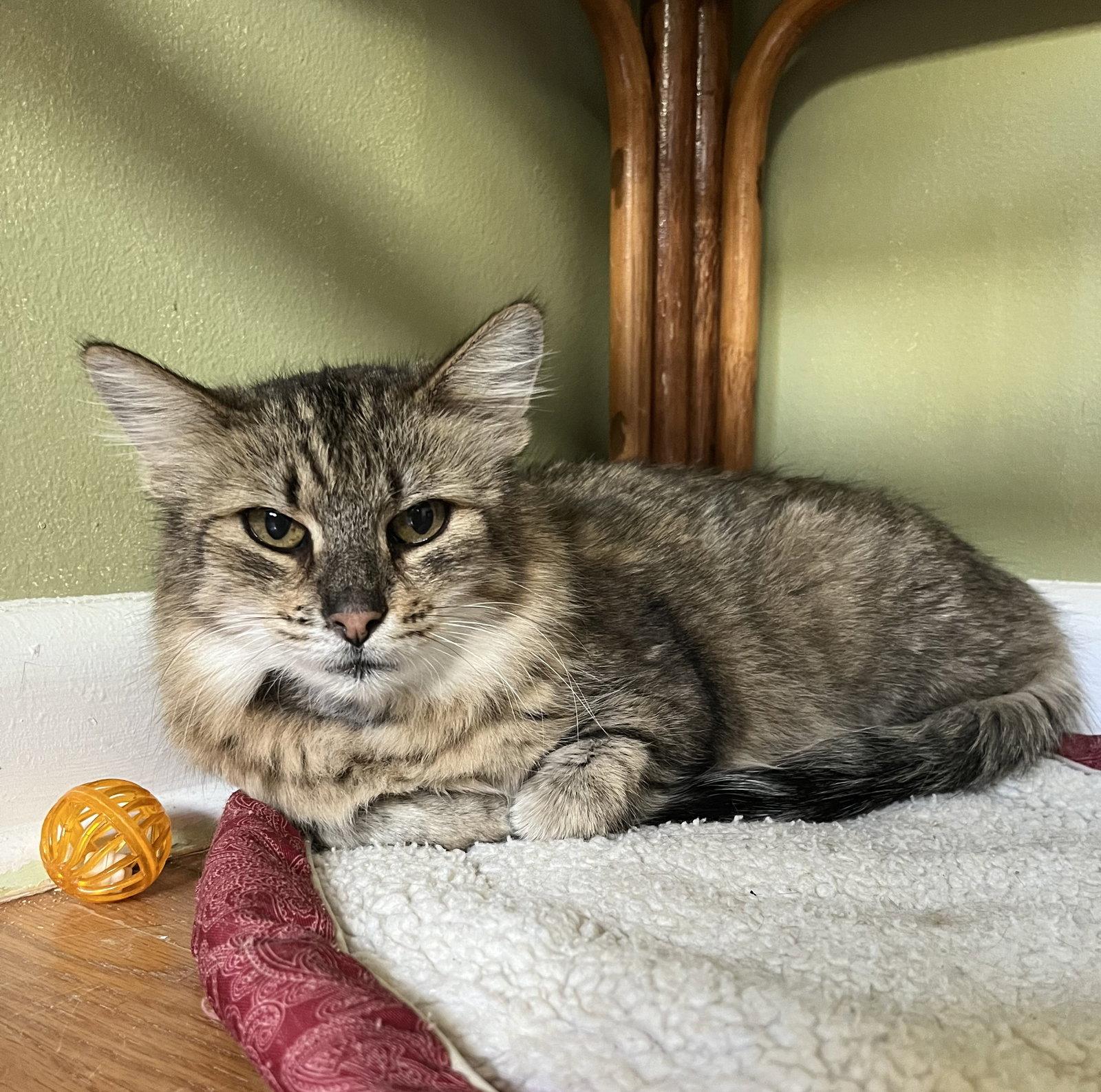 Enlarge Kinley, a Adoptable Domestic Medium Hair in Aurora, CO image 2/3