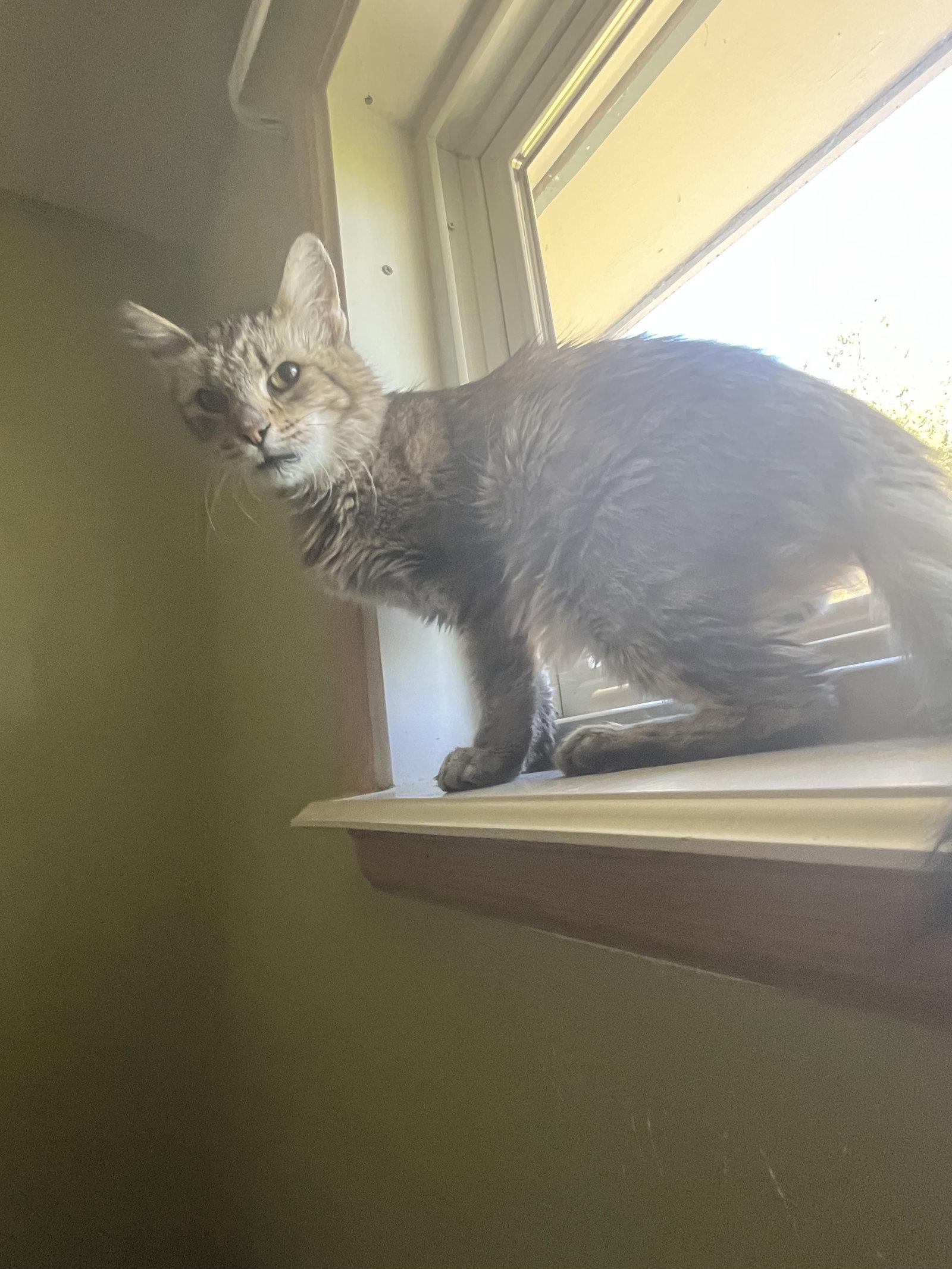 Enlarge Kinley, a Adoptable Domestic Medium Hair in Aurora, CO image 3/3