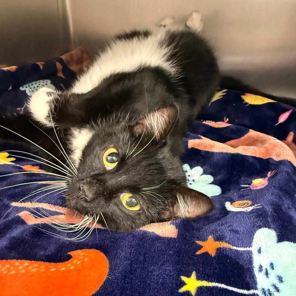 Enlarge Charlie, a Adoptable Domestic Short Hair in Allyn, WA image 1/2