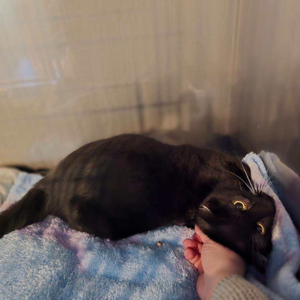 Enlarge Charlie, a Adoptable Domestic Short Hair in Allyn, WA image 2/2