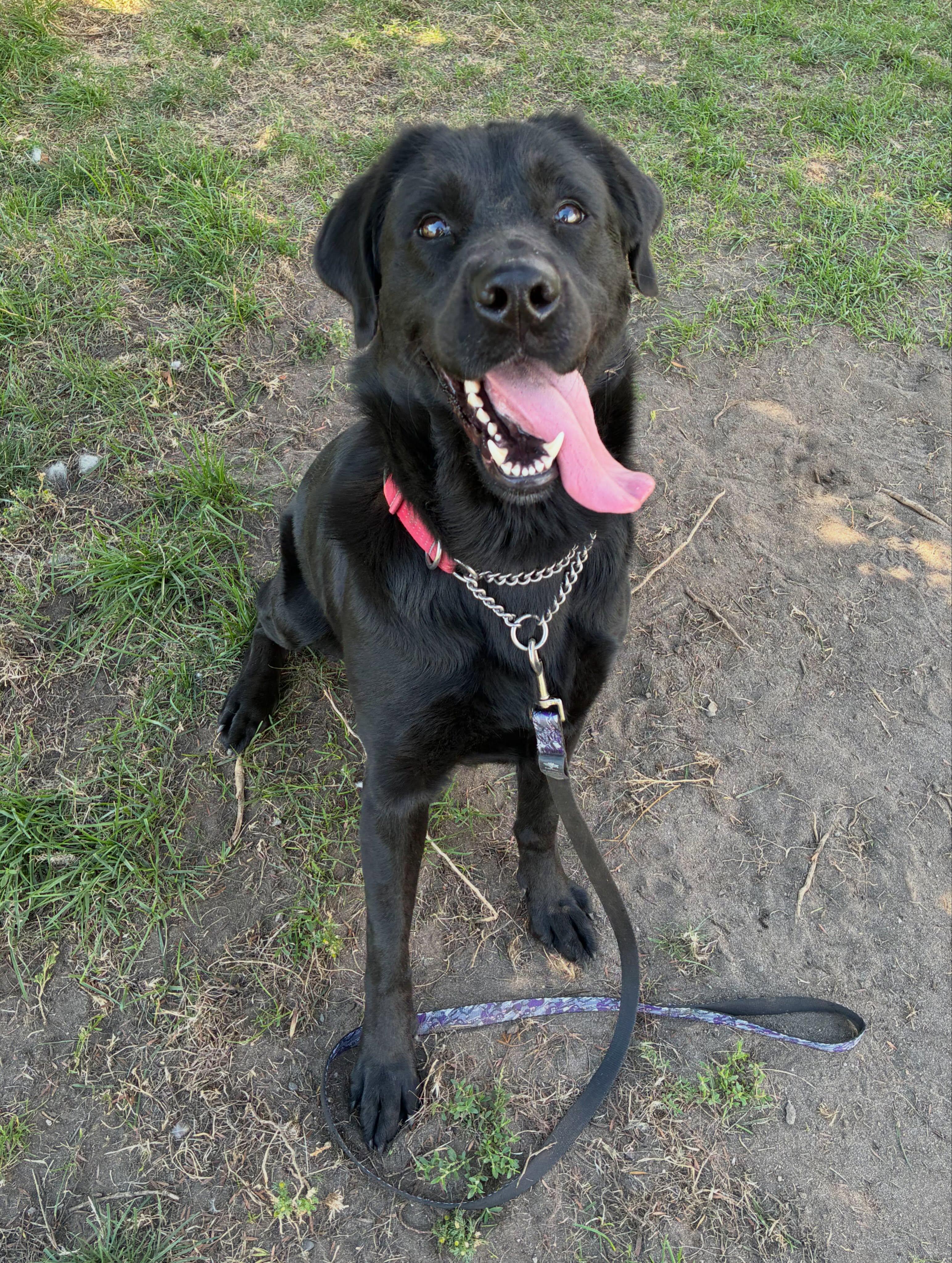 Enlarge Thea - ADOPTABLE, a Adoptable mixed breed in Chilliwack, BC image 2/3