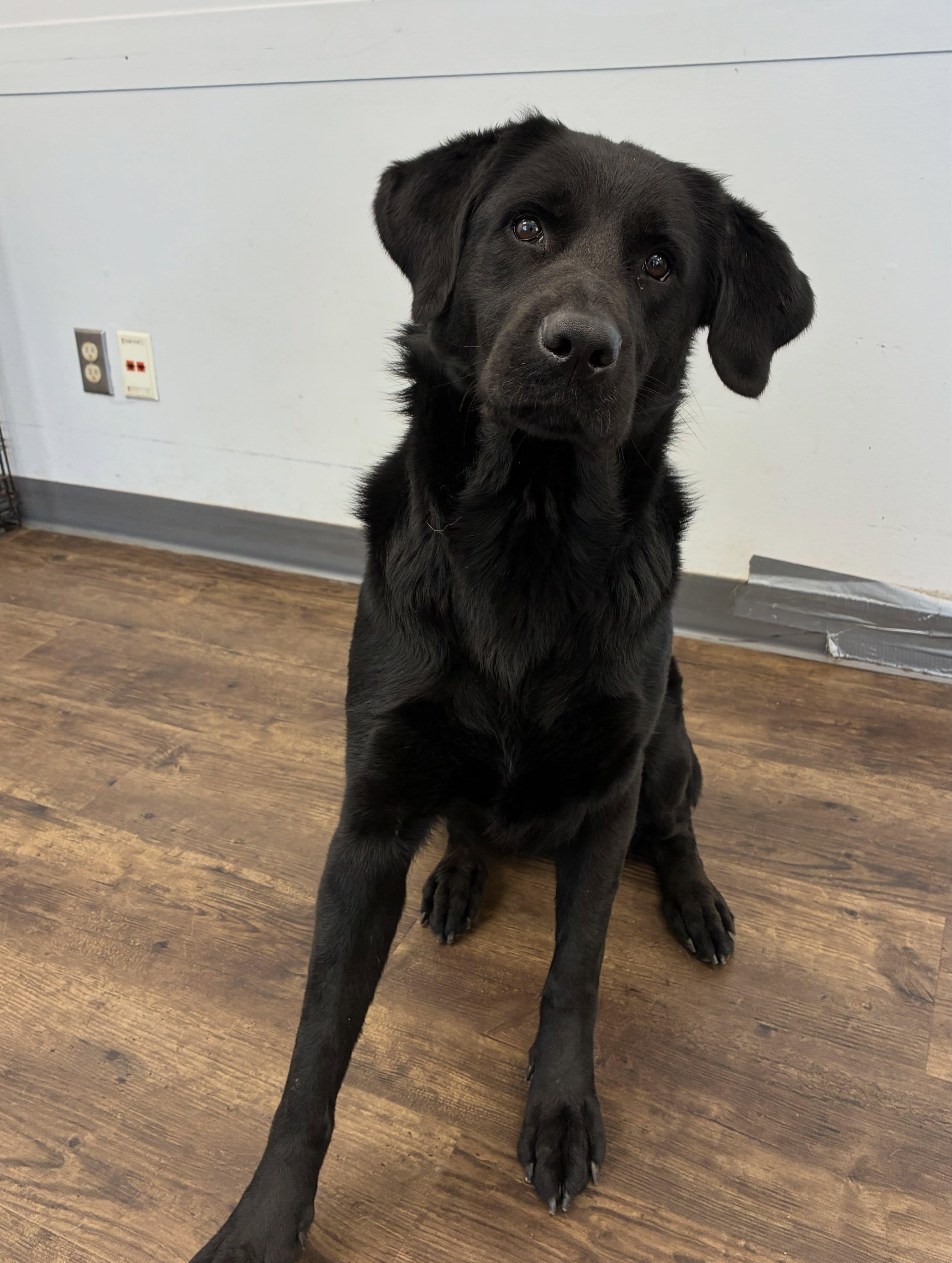 Thea - ADOPTABLE, Adoptable, Young Female Black Labrador Retriever.
