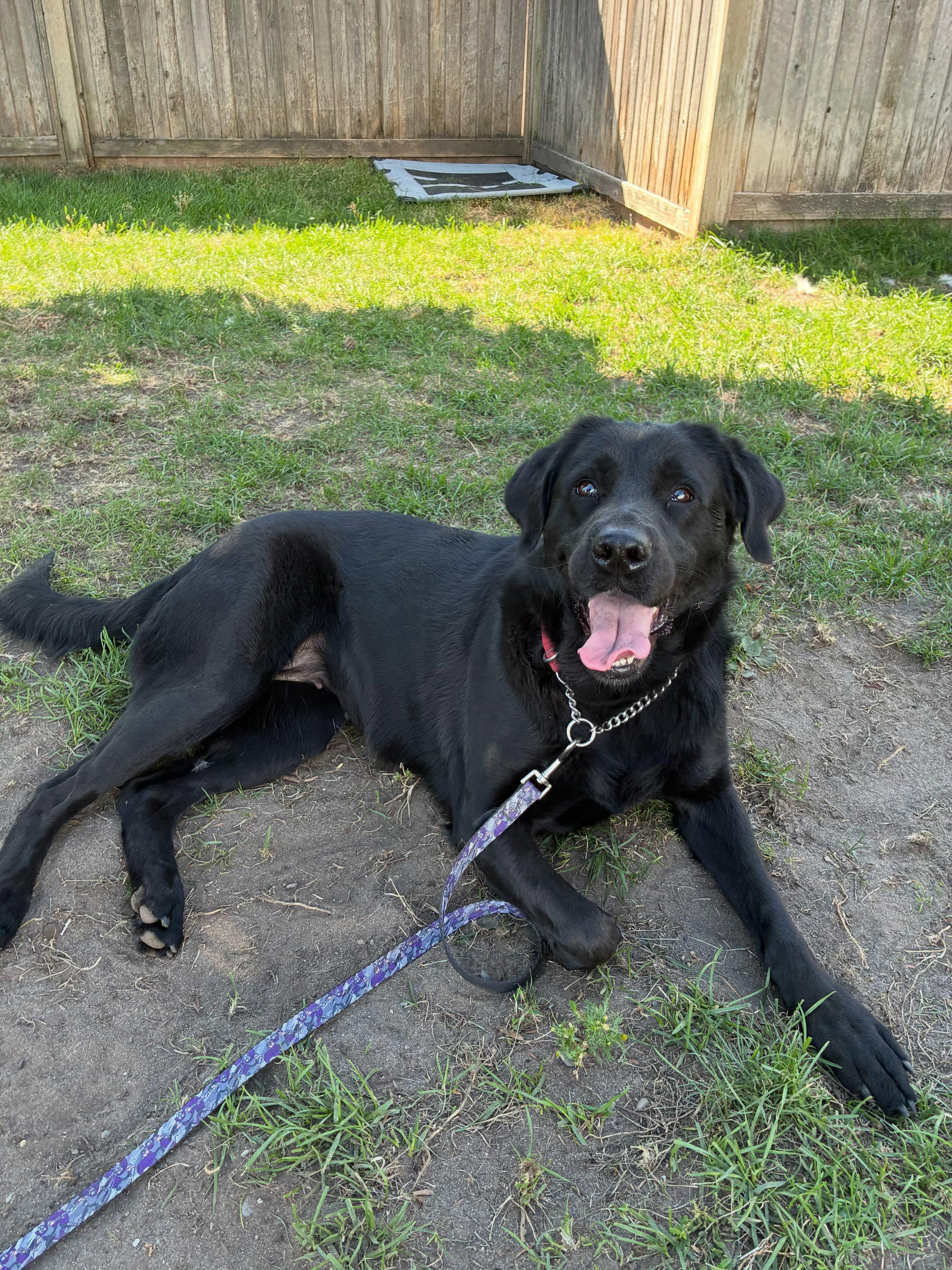 Enlarge Thea - ADOPTABLE, a Adoptable mixed breed in Chilliwack, BC image 3/3