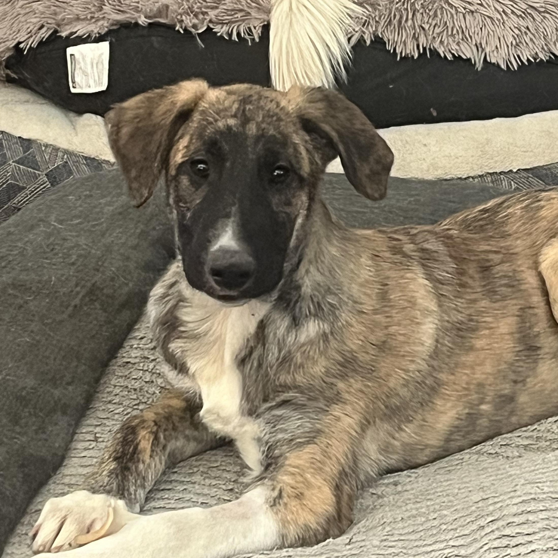 Aemond, Adoptable, Puppy Male Anatolian Shepherd.