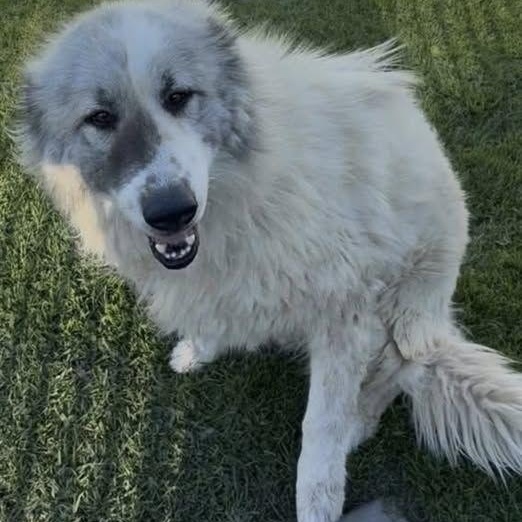 Enlarge LEOPOLD, a ADOPTABLE Great Pyrenees in Granite Bay, CA image 4/4