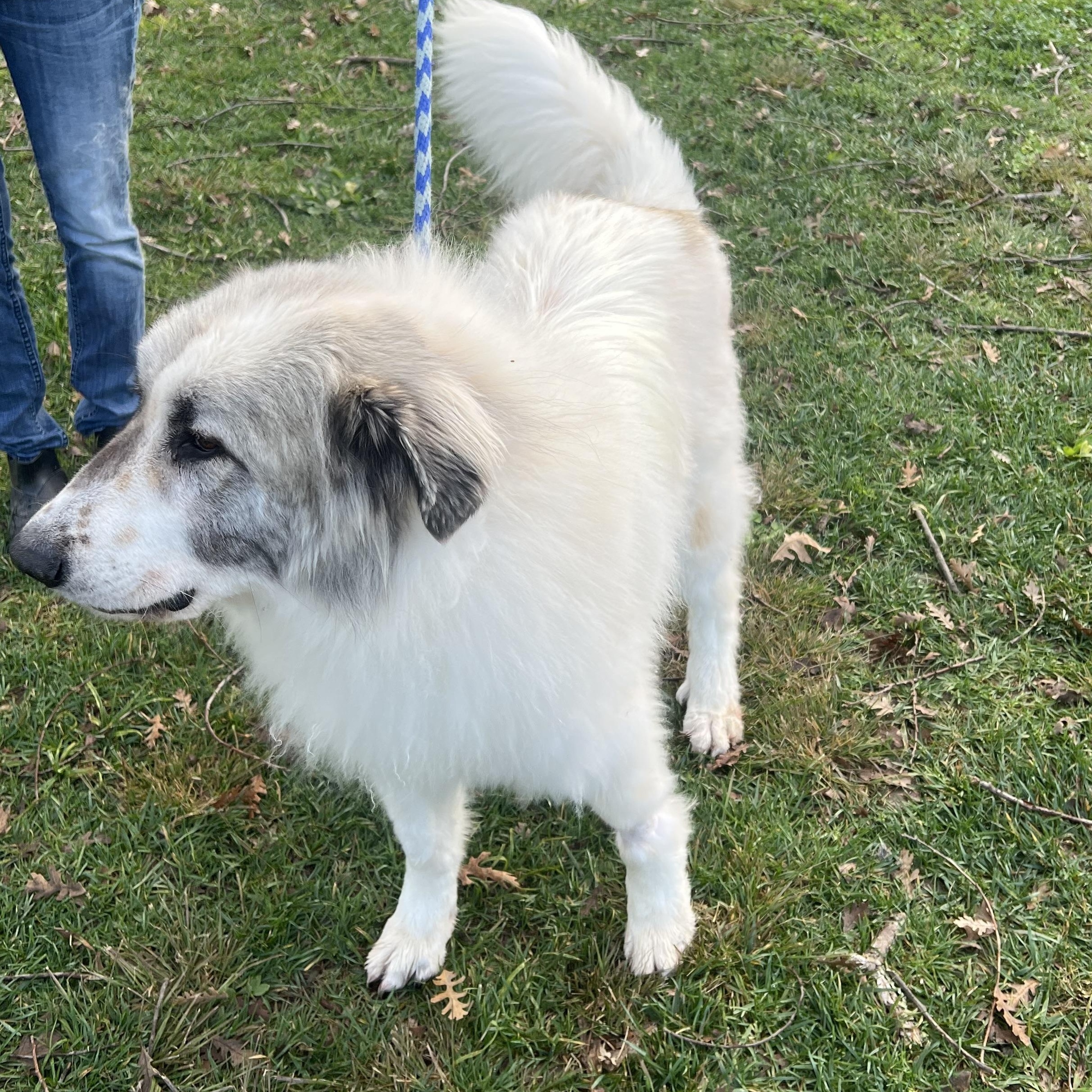 Enlarge LEOPOLD, a ADOPTABLE Great Pyrenees in Granite Bay, CA image 3/4