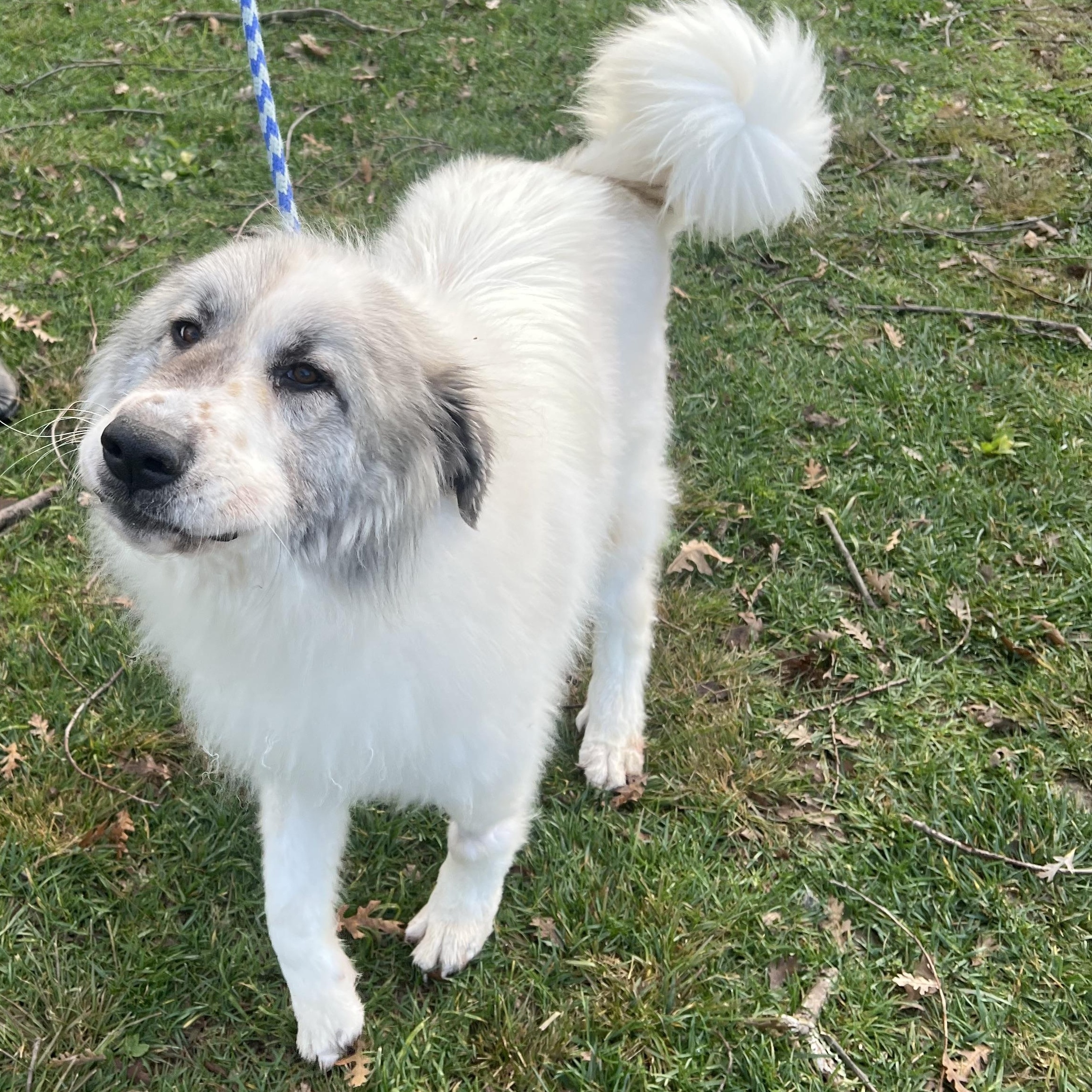 Enlarge LEOPOLD, a ADOPTABLE Great Pyrenees in Granite Bay, CA image 2/4