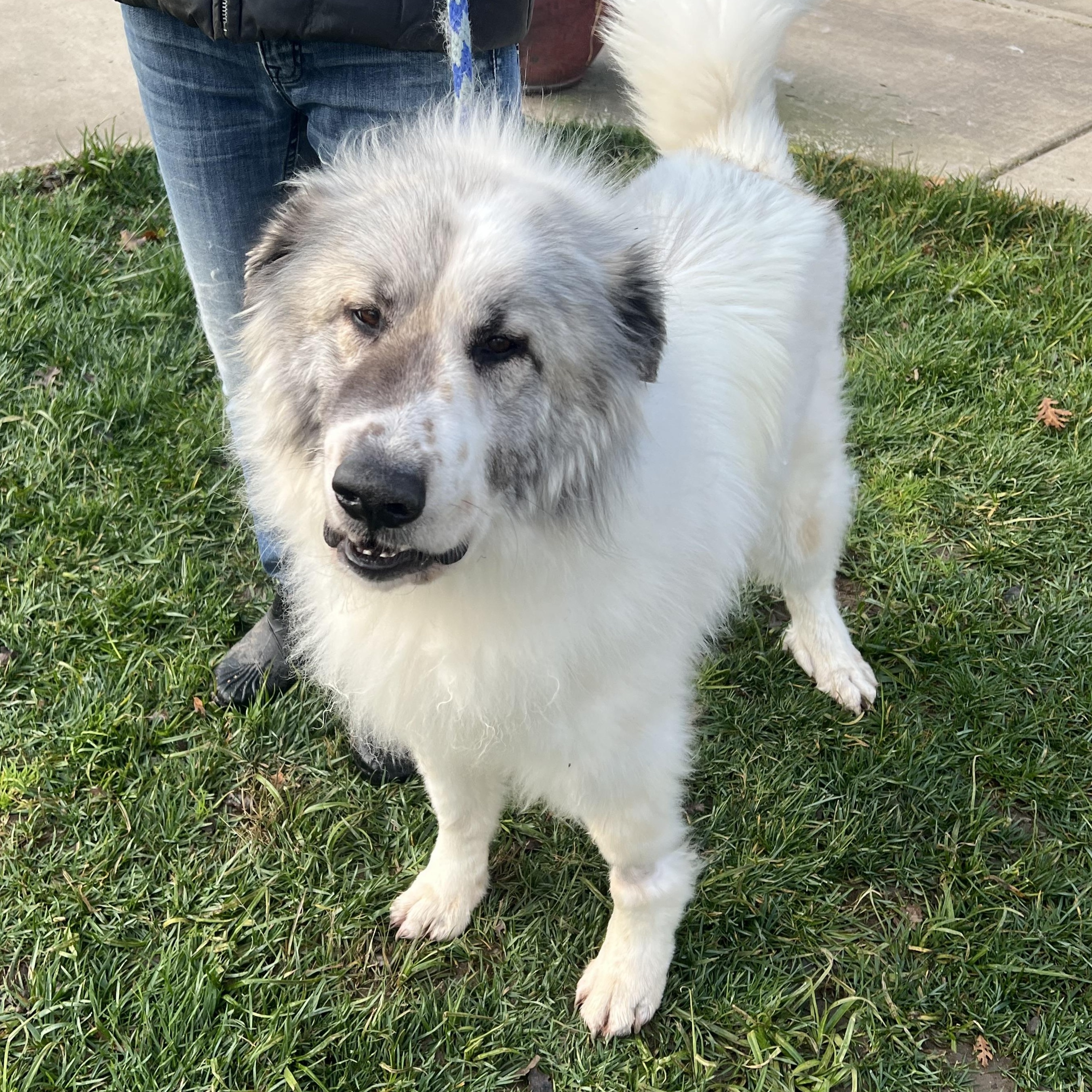 LEOPOLD, ADOPTABLE, Young Male Great Pyrenees.