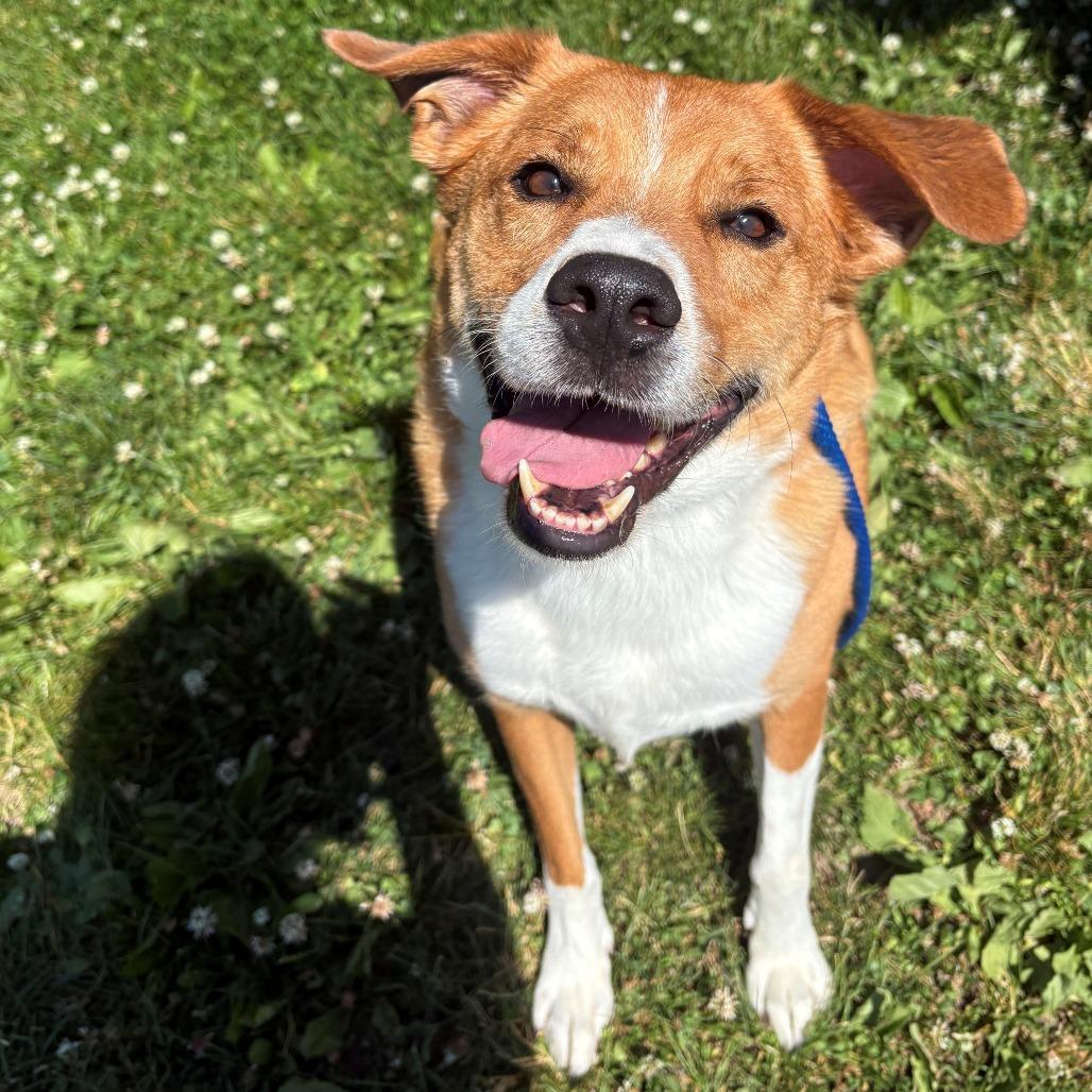 Judd, Adoptable, Adult Male Mixed Breed.