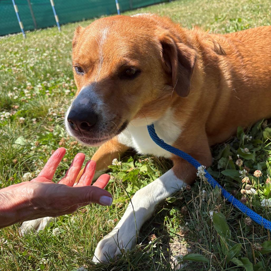 Enlarge Judd, a Adoptable Mixed Breed in East Hanover, NJ image 2/6