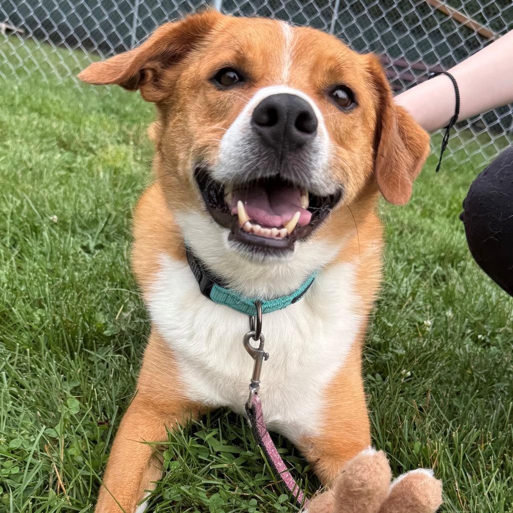 Judd, a Adoptable Mixed Breed in East Hanover, NJ image 3/6
