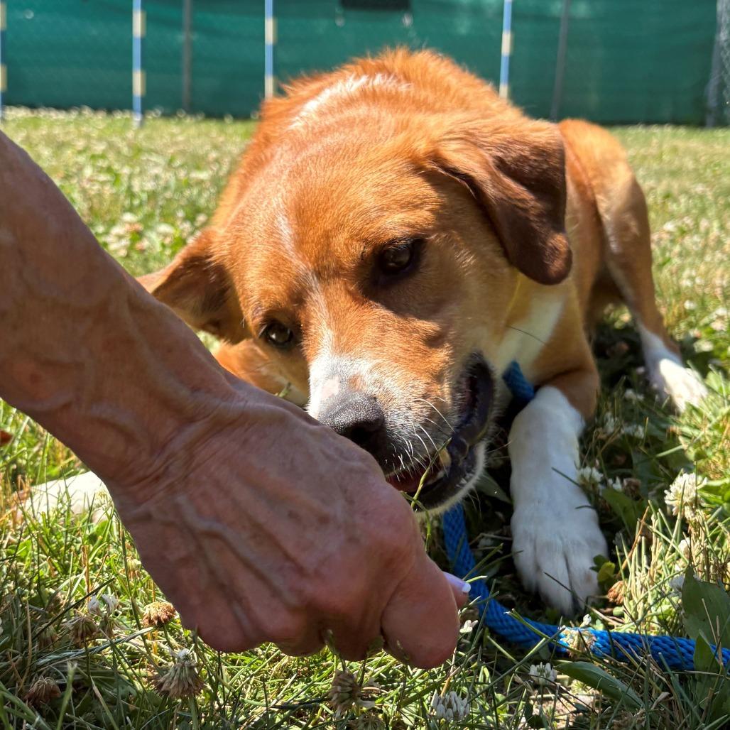 Enlarge Judd, a Adoptable Mixed Breed in East Hanover, NJ image 3/6