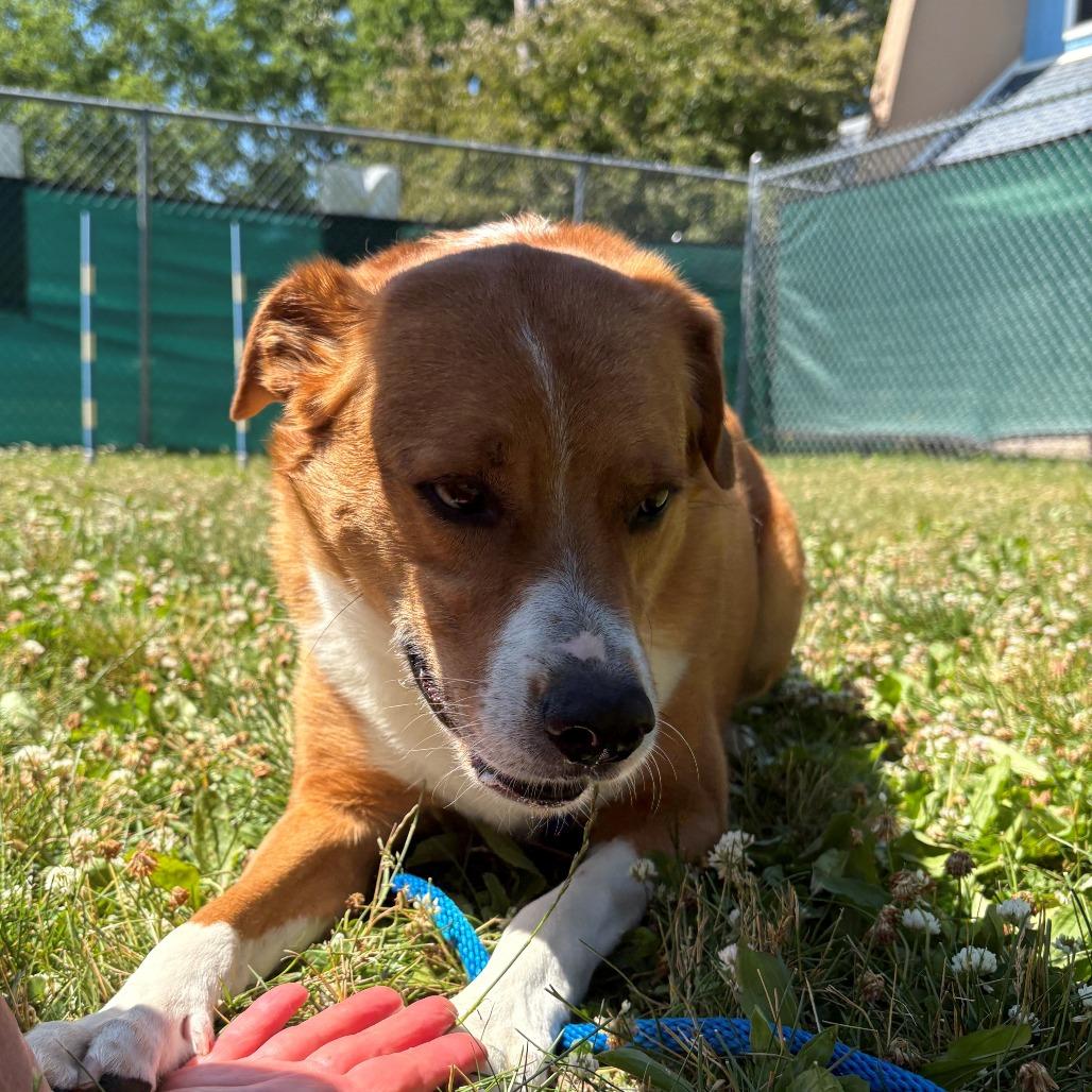Enlarge Judd, a Adoptable Mixed Breed in East Hanover, NJ image 4/6
