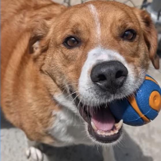 Enlarge Judd, a Adoptable Mixed Breed in East Hanover, NJ image 5/6