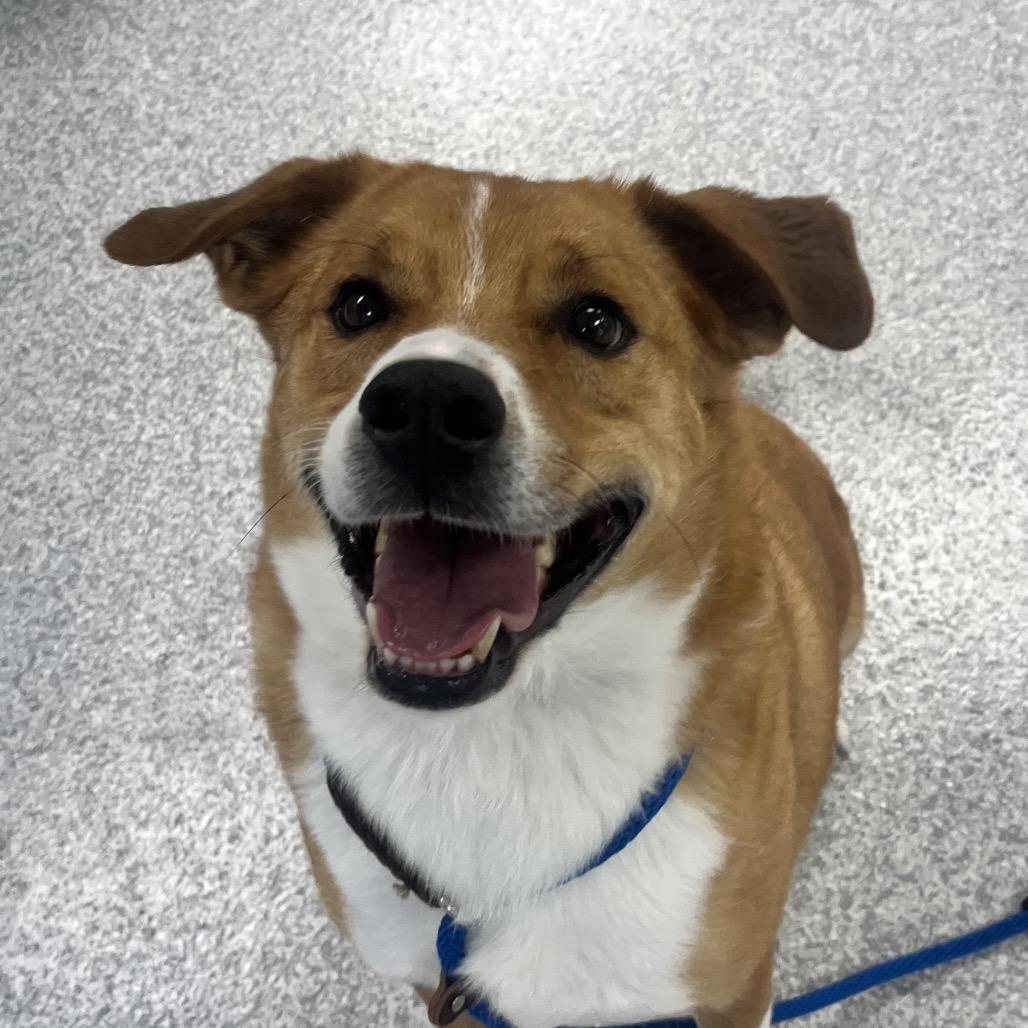 Enlarge Judd, a Adoptable Mixed Breed in East Hanover, NJ image 6/6