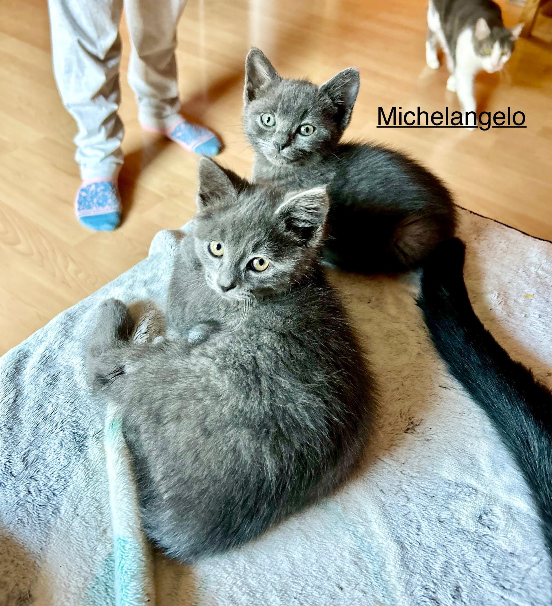 Michelangelo photo 5