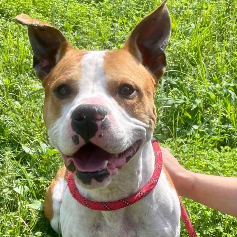 Uncle Rico KF, an adoptable Pit Bull Terrier, Boxer in Seattle, WA, 98106 | Photo Image 5
