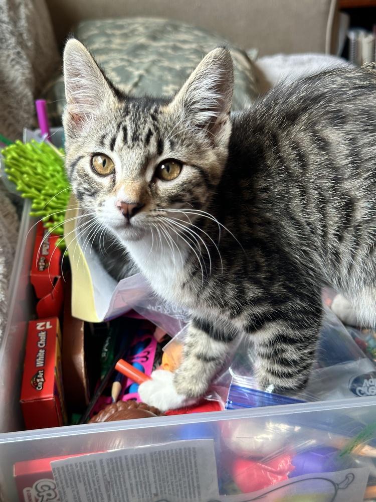 Enlarge Nani, a Adoptable Domestic Short Hair in Lebanon, OR image 1/4