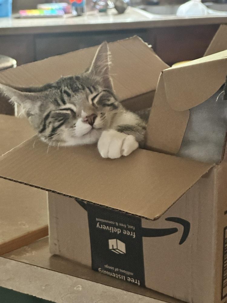 Enlarge Nani, a Adoptable Domestic Short Hair in Lebanon, OR image 2/4